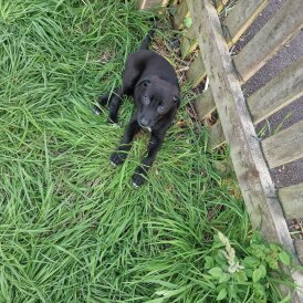 Lurcher - Bitches