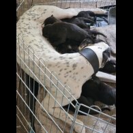 Lurcher - Bitches
