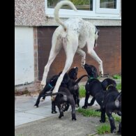 Lurcher - Bitches