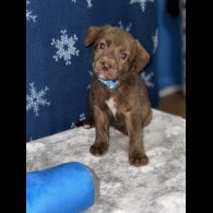 Mixed Breed - Both