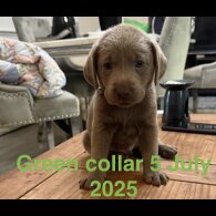 Labrador Retriever - Dogs