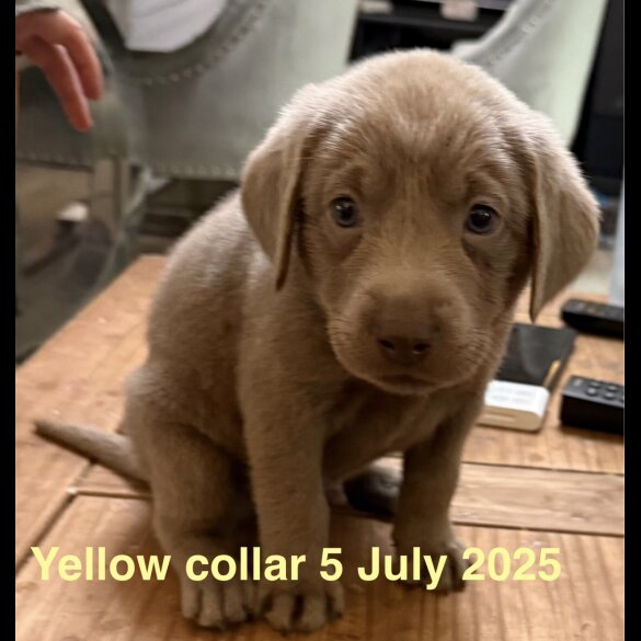 Labrador Retriever - Dogs