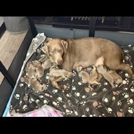 Labrador Retriever - Dogs