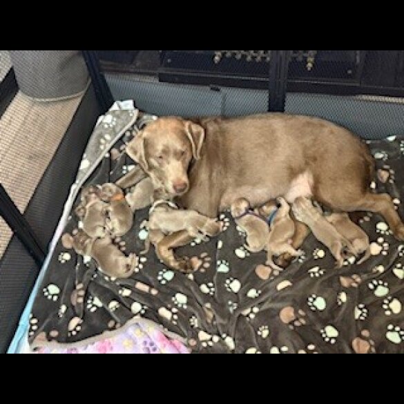 Labrador Retriever - Dogs