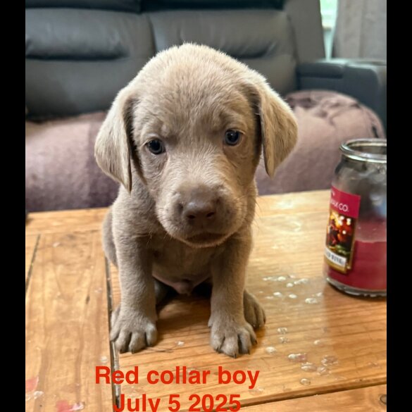 Labrador Retriever - Dogs