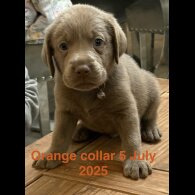 Labrador Retriever - Dogs