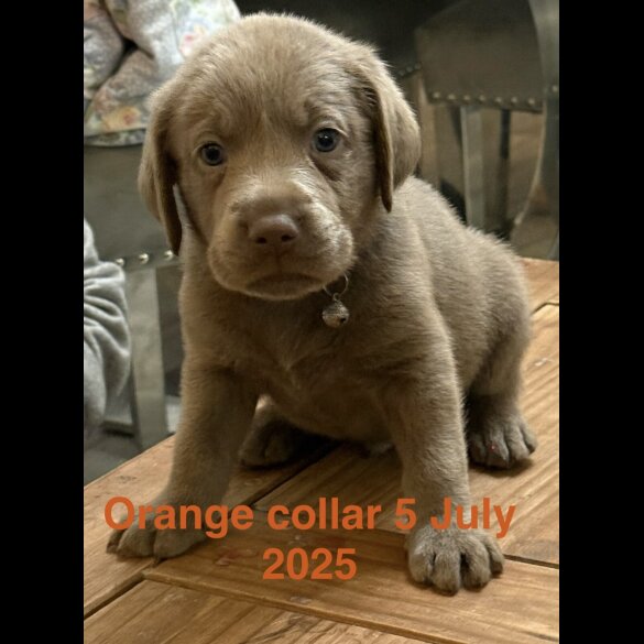 Labrador Retriever - Dogs