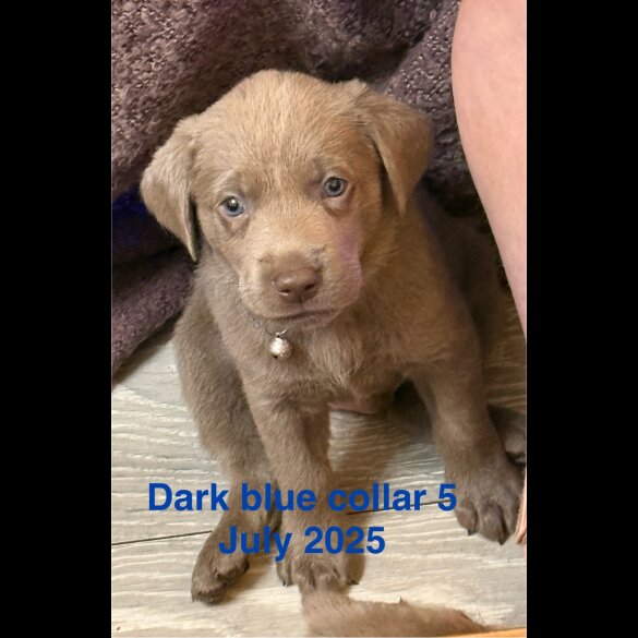 Labrador Retriever - Dogs