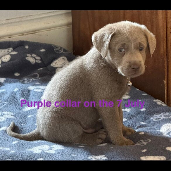 Labrador Retriever - Dogs