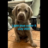 Labrador Retriever - Dogs
