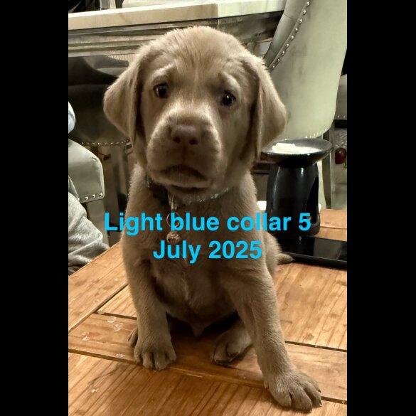 Labrador Retriever - Dogs