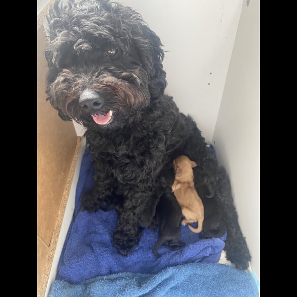 Cockapoo - Both