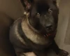Japanese Akita Inu