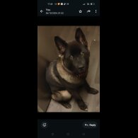 Japanese Akita Inu