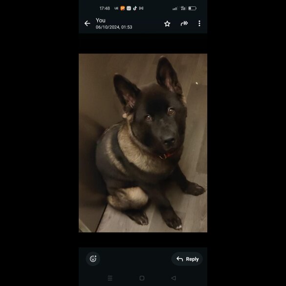 Japanese Akita Inu
