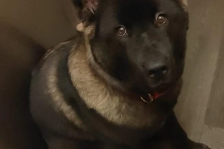 Japanese Akita Inu
