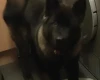 Japanese Akita Inu