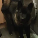 Japanese Akita Inu