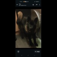 Japanese Akita Inu