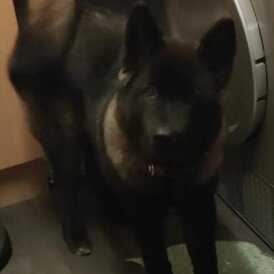 Japanese Akita Inu