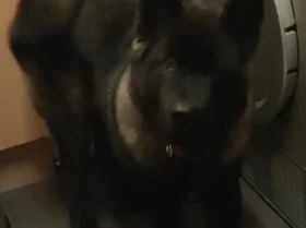 Japanese Akita Inu