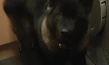 Japanese Akita Inu