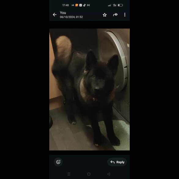 Japanese Akita Inu