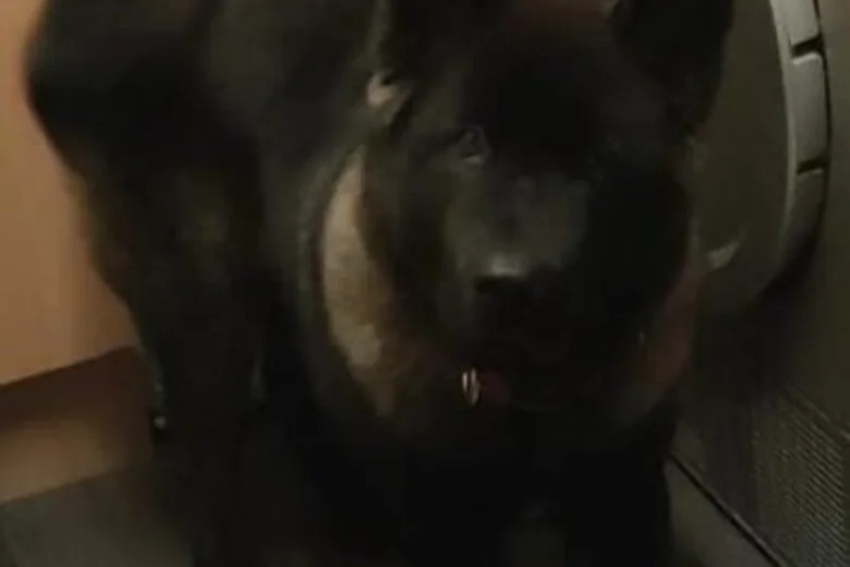 Japanese Akita Inu