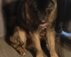 Japanese Akita Inu