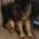 Japanese Akita Inu