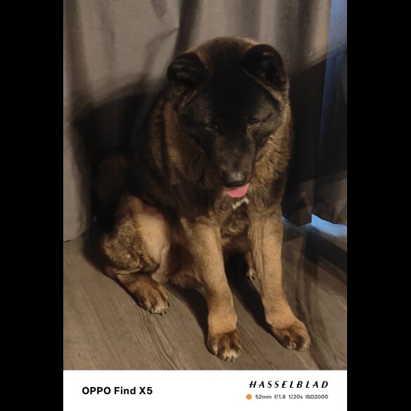 Japanese Akita Inu