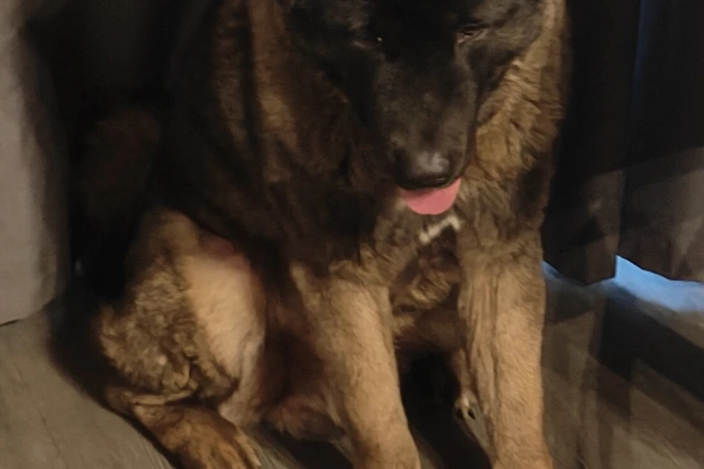 Japanese Akita Inu