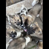 Akita - Both