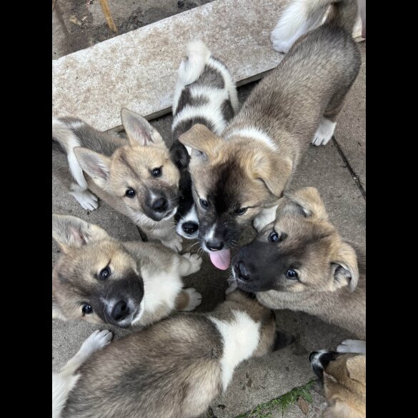 Akita - Both