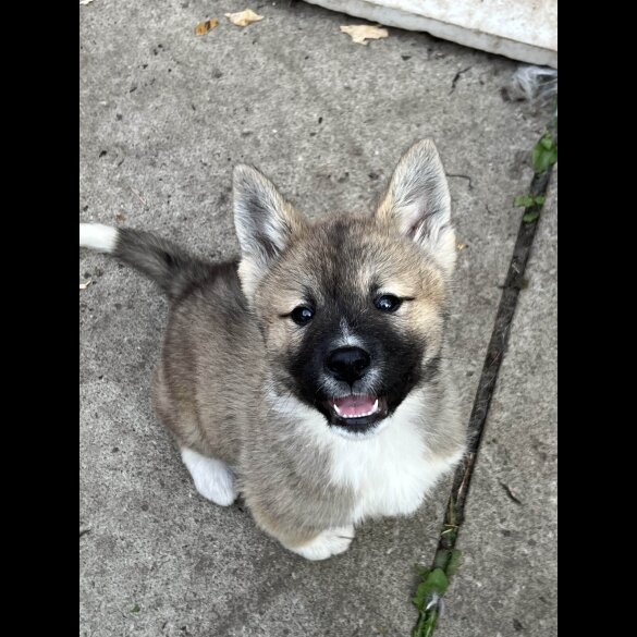 Akita - Both