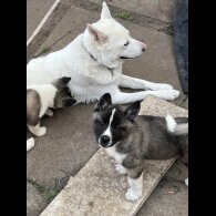 Akita - Both