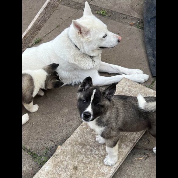 Akita - Both