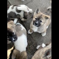 Akita - Both