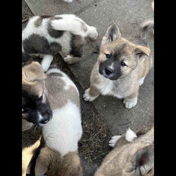 Akita - Both