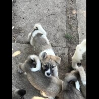 Akita - Both