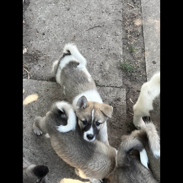 Akita - Both