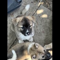 Akita - Both