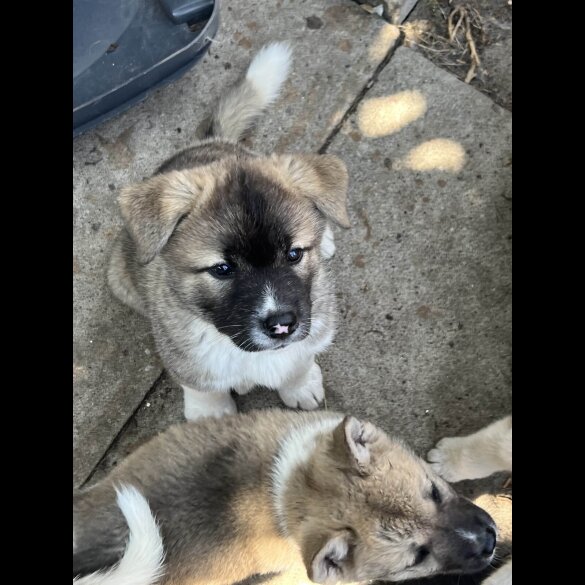 Akita - Both