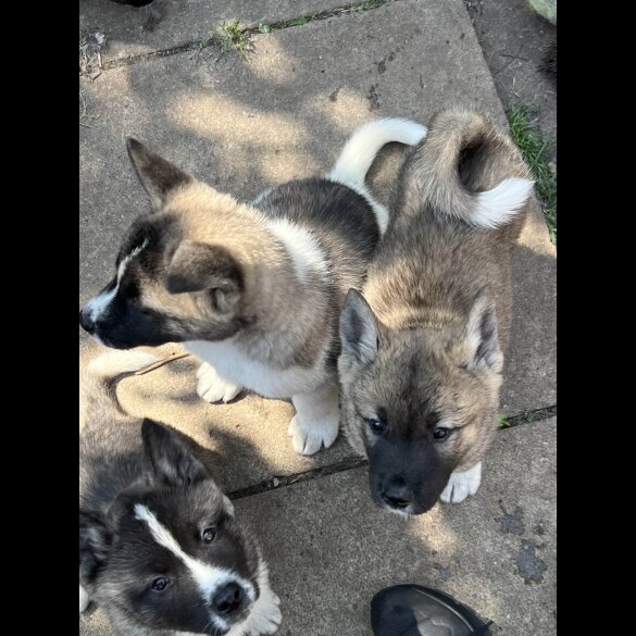 Akita - Both