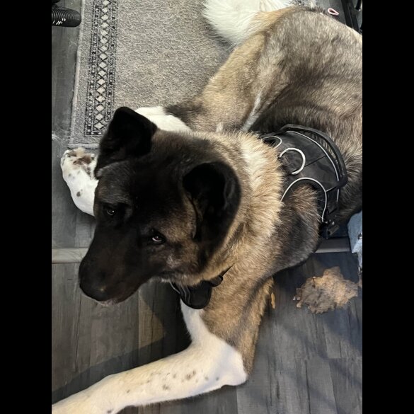 Akita - Both