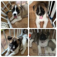 Akita - Bitches