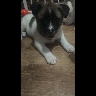 Akita - Bitches