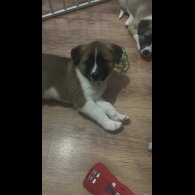 Akita - Bitches