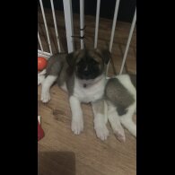 Akita - Bitches