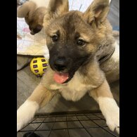 Akita - Both